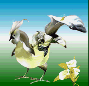 送你漂亮的花公鸡,代表2017一整年的福气