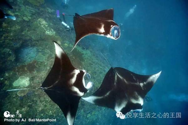 蝠鲼manta
