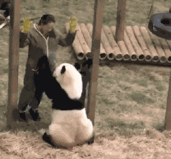 肥猫与奶妈共舞实力证明胖子很灵活