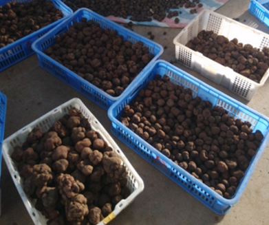 黑松露多少人民币一斤?2016松露价格行情趋势