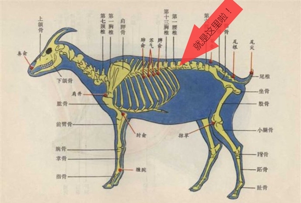 寒风中的加油站——冬日暖羊