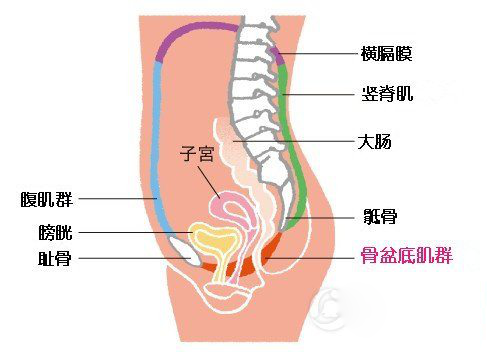 怎么看骨盆大小图解 a3v4cv9705027276492.png