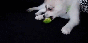 a6s6m86014626877325.gif