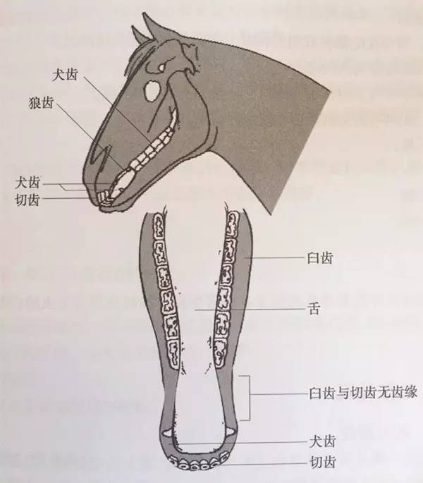 [马术小知识]你知道马有多少颗牙齿吗?