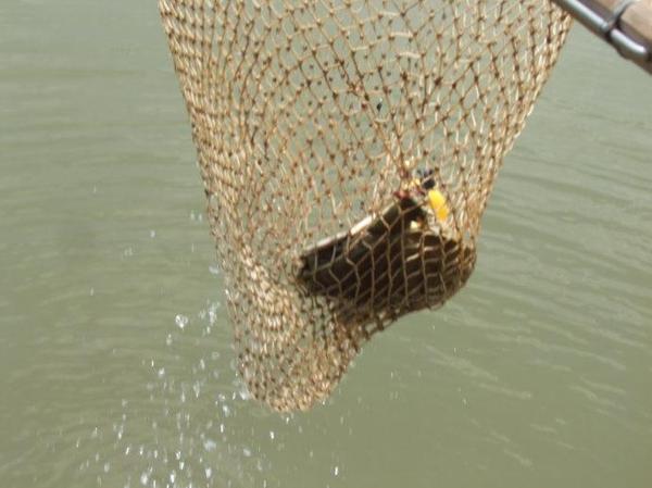 钓甲鱼用什么方法 a8z13m807972122861.jpg