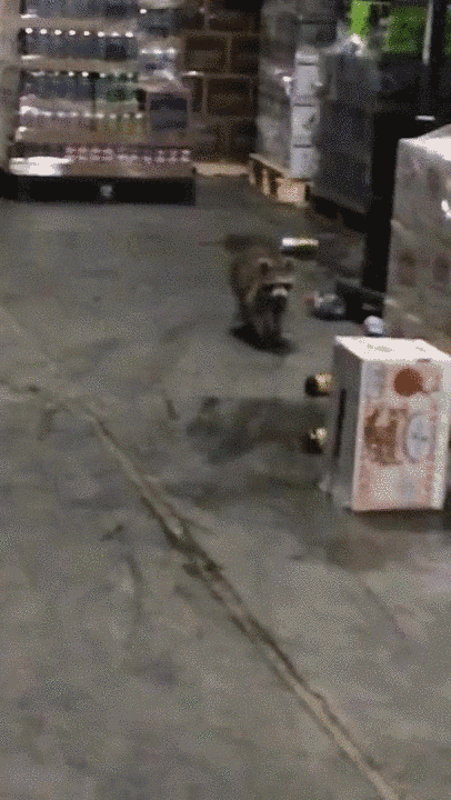 浣熊=会洗衣服的熊?