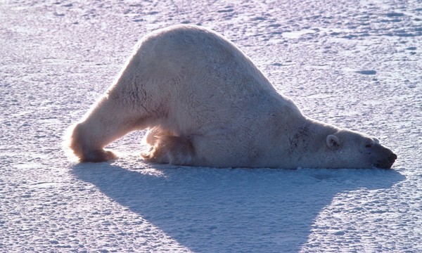 蛇是怎么冬眠的在哪里睡觉 a3s8936520085934325.jpeg