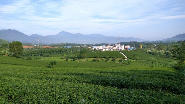 田园风光优美 茶园靓茶飘香——南宁市新增6家3a级景区