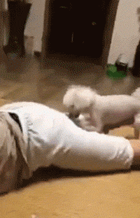 爆笑萌宠:别薅了,再薅就秃了. (第1648期)