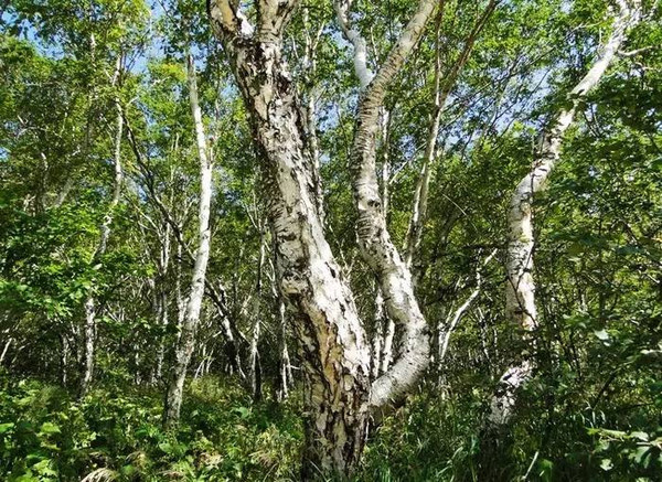 长白山上岳桦树