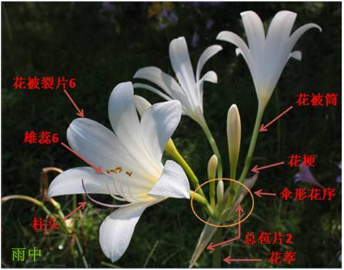 "中国郁金香"----石蒜属植物(1)