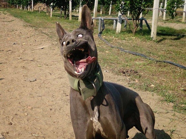 泰皇犬夺宠物鬼脸大赛冠军,使出洪荒之力做丑萌.