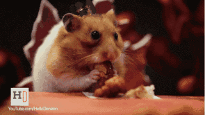 还有一位有爱的主人给自己家的仓鼠做的大餐,也是羡煞旁人,对的,是人