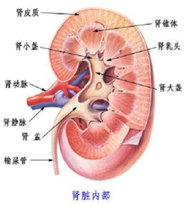 尿酸盐肾病的发生率仅次于痛风性关节损害,并且与病程和治疗有密切