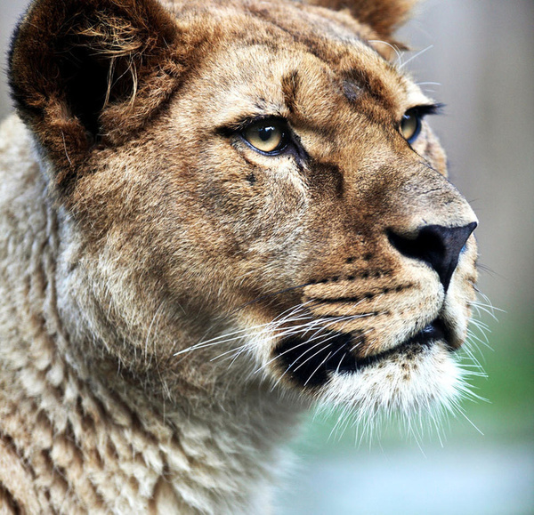 杂交动物:豹狮兽鲜为人知但真实存在.