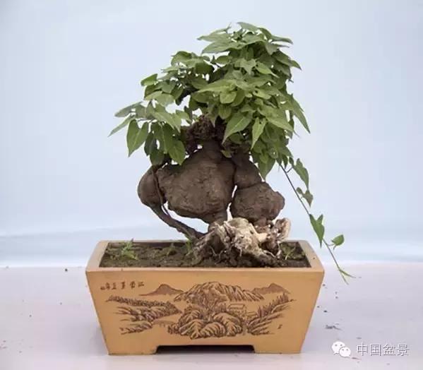 古雅别致的"何首乌盆景"