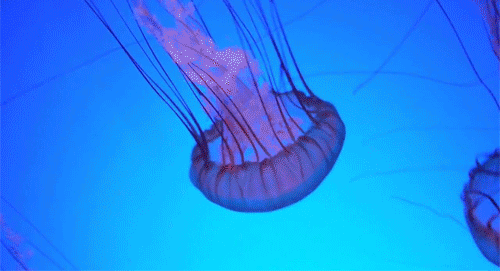 这些动物,你一辈子可能都没见过!石林冰雪海洋