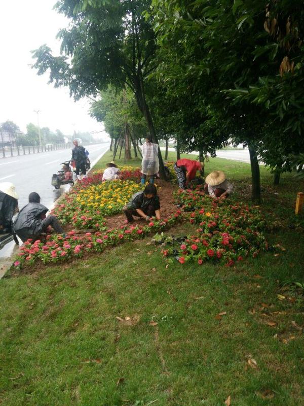 今年8月以来,为进一步美化城市环境,有效提升城市绿化景观品质,邛崃市