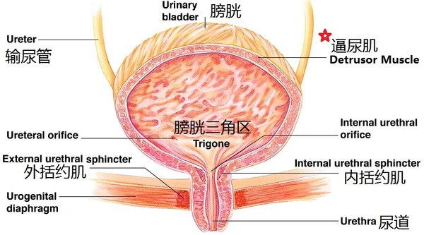 "憋尿"会让膀胱爆炸?如果一直憋会发生什么?