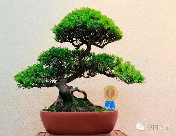 通派盆景的特点与佳作欣赏