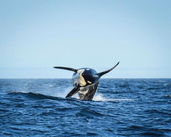 105岁!最长寿虎鲸的近照
