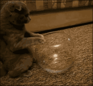 夏日护猫指南:小心蒸发-新闻频道-手机搜狐