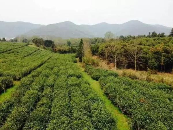 茶旅世界·最美茶园参评丨宜兴市阳羡茶场