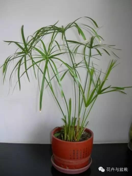 24种常见的水生植物,你那里还能看得到么?