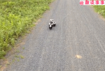 近日,一网友骑自行车到郊外游玩,结果遇到臭鼬,吓得他浑身僵硬,不敢