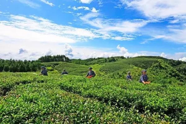 凤凰茶园面积3000余亩,是重庆最大高山连片茶园,茶园一个山头一个山头