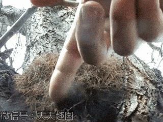 【3】蜘蛛军团,简直比捅马蜂窝还吓人