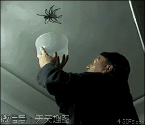 【2】辣么大的蜘蛛,突然跳下来,换谁都怕