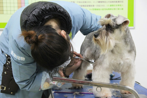 雪纳瑞犬只美容造型全过程