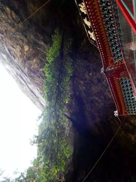 千叶宝莲花图片