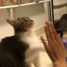 一只跟二哈长大的喵星人,已经彻底被汪星人带跑.