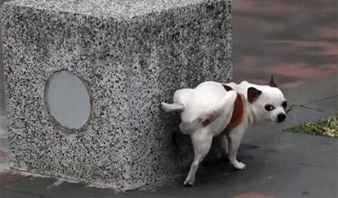 狗狗尿尿时为什么要抬起一条腿?跟你们想像的不.