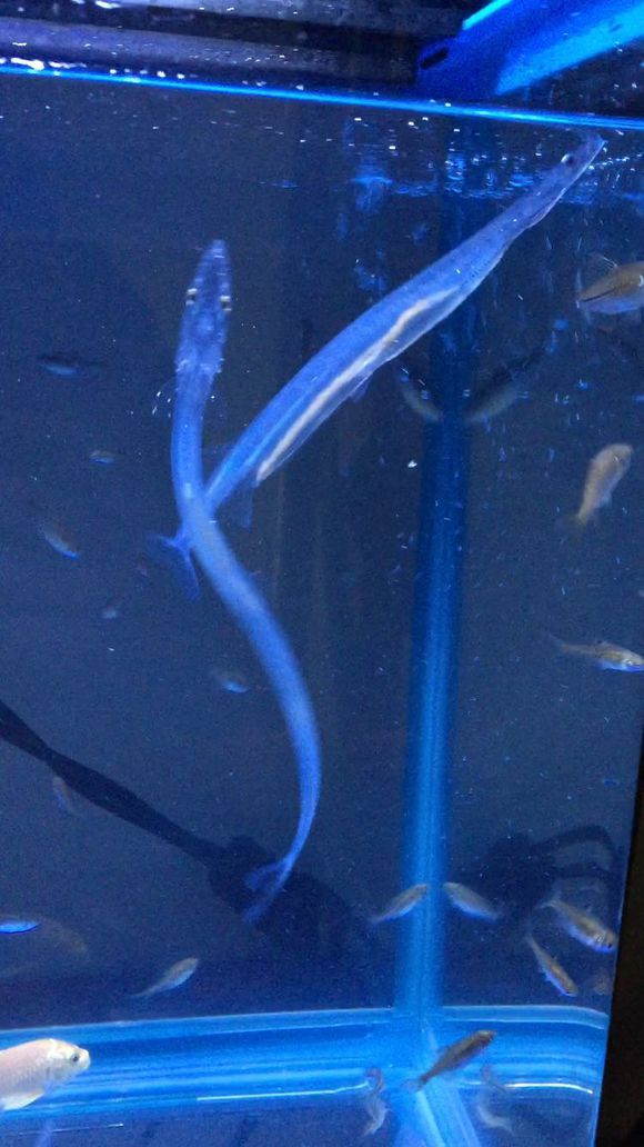 看到过好几次银鱼嘴里咬着小鱼(小下里趴),捞的银鱼有的从半透明的