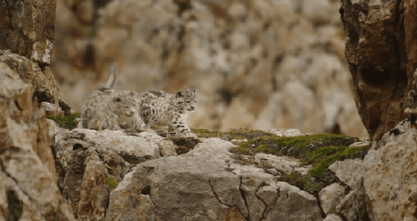 这部电影里的每一帧画面 都美到可以当桌面