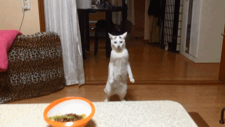 听到主人喊吃饭猫猫竟吓得站立往后躲:这也是猫.