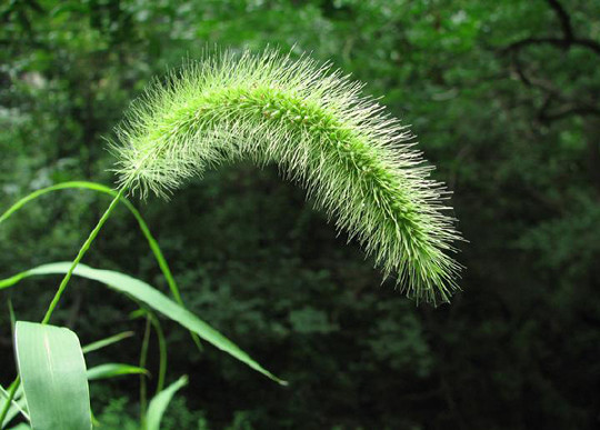 农村里没人要的狗尾巴草,居然是治病的良药!