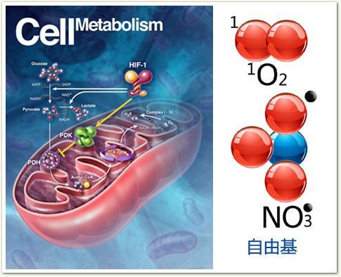 超氧阴离子电子式_超氧阴离子_超氧阴离子咋写