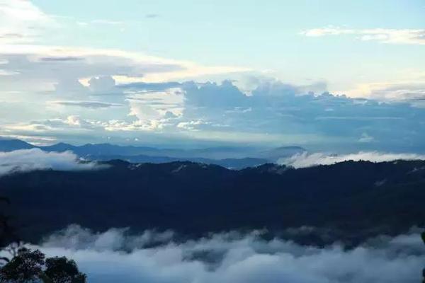 茶旅世界·最美茶园参评丨南糯山古茶园