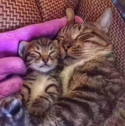 一只猫和一个女孩的图片 a3wjwy73980595586596.jpg