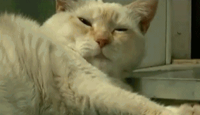 284_163gif 动态图 动图