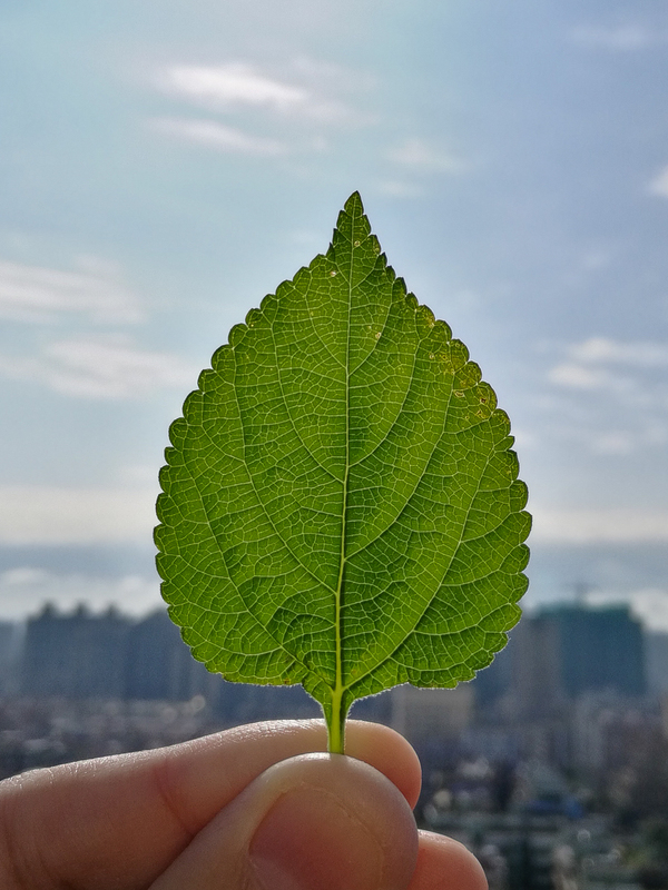 金融心水女性之选华为mate8玫瑰金版v金融如何用时尚杠杆图片