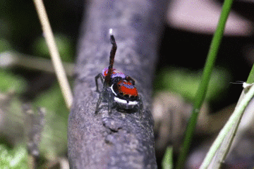 孔雀跳蛛的颜色被看穿了!但发这篇文章的重点是动图