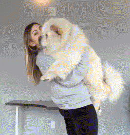 看起来就超级有手感的松狮宝宝,任谁看到都想抱抱