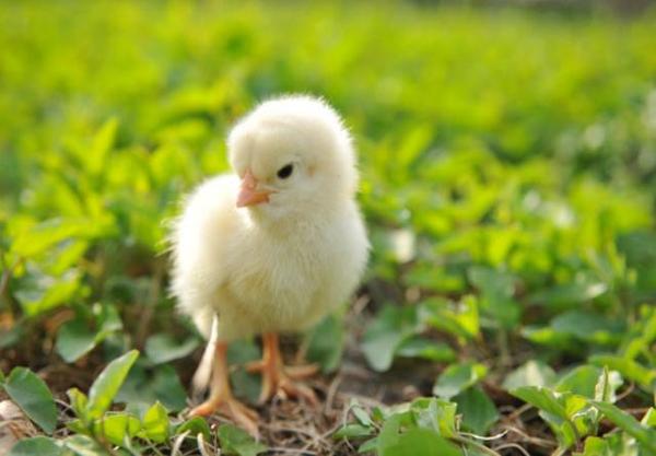 育雏阶段如果保温没做好,室温不高,雏鸡要维持体温的平衡,就容易受凉