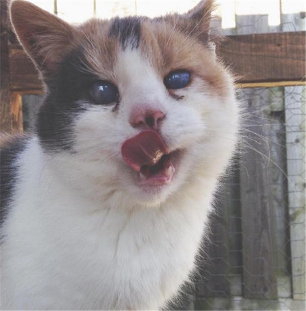 主人说这只猫在野外奔跑起来一点也不像是双目失明的猫,感官特别灵敏