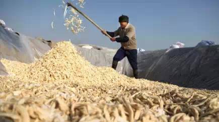 原来中国女排姑娘爱吃这个,萧山萝卜干这是要火!